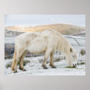 Search for fell posters Pony