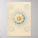 Search for vintage jellyfish posters Sea