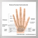 Search for bone diagram posters Anatomy