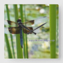Search for dragonfly clocks Dragonflies