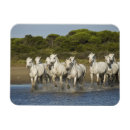Search for running magnets White