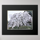 Search for cherry blossom tree art Sakura