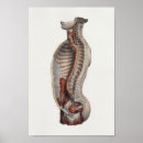 Search for cavity posters Anatomy