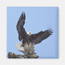 Search for alaska eagle magnets Bird of prey