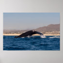 Search for humpback posters Ocean