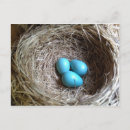 Search for egg eggs postcards Robin