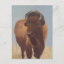 Search for bison postcards Animal