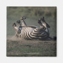 Search for reservation magnets Nature