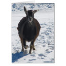 Search for animals having fun cards Pet