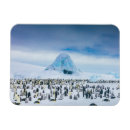 Search for emperor magnets Antarctica