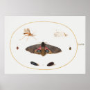 Search for butterflies posters Moth