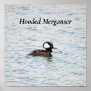 Search for merganser posters Ducks