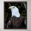 Search for falconry art Eagle