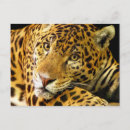 Search for jaguars postcards Cat