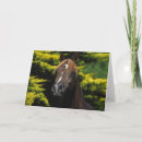 Search for stallion cards Equestrian