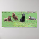 Search for four posters Pets