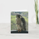 Search for raptor cards Bird