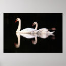 Search for mute swan posters Swans