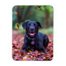 Search for labrador magnets Pet