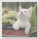 Search for photography kitchen dining Baby animals