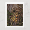 Search for stump postcards Tree