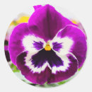 Search for pansy stickers Flower