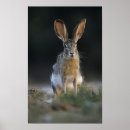 Search for natural world posters Vertebrate