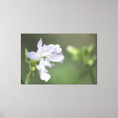 Search for mauve canvas prints Modern