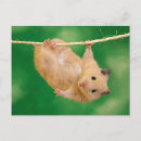 Search for cute hamsters postcards Animal