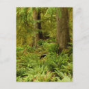 Search for fern postcards Oregon