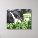 Search for border collie dog canvas prints Photography
