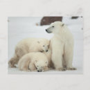 Search for polar bear mom and cub postcards Animal