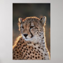 Search for looking away posters Animal