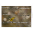 Search for praire Yellow