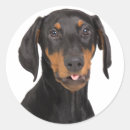 Search for doberman pinscher stickers Cute