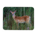 Search for odocoileus magnets Forest