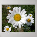 Search for shasta photography Flower