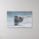 Search for seals canvas prints Nature