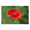 Search for remembrance day poppy posters Red