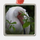 Search for photograph christmas tree decorations Animals