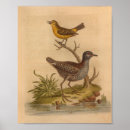 Search for vintage natural history posters Illustration