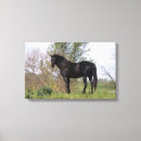 Search for thoroughbred canvas prints Flowers