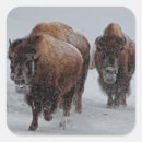 Search for bison animal stickers Nature