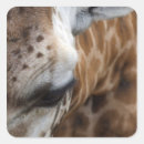 Search for closeup stickers Face