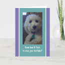 Search for humour birthday cards Dog