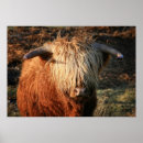 Search for scottish highland posters Cow