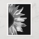 Search for digitally postcards Image