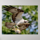 Search for osprey posters Flying