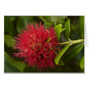 Search for pohutukawa postcards Flower