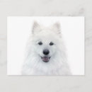 Search for samoyed puppy postcards White